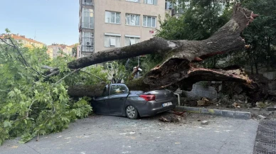Beşiktaş'ta tarihi çınar ağacı araçların üzerine devrildi