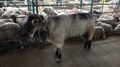 Dev keçi Kocaoğlan Eskişehir pazarında ilgi görüyor