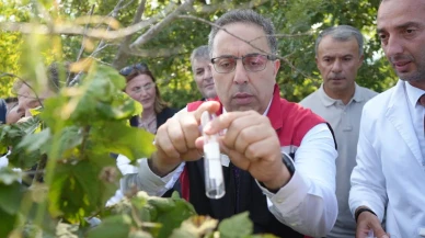 Samsunda kokarcaya karşı samuray arıcıkları göreve başladı