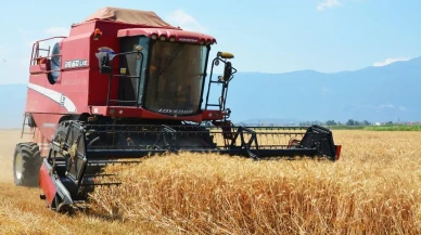 Edremit ve Çıkrıkçı Mahallesinde buğday hasadı başladı