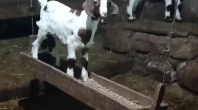 Bolulu oğlak ahırda yemliği salıncağa çevirdi