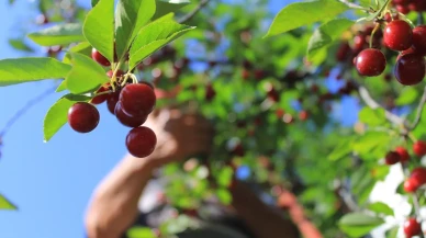 Mevsimlik tarım işçileri Doğu Anadoluda zor günler yaşıyor