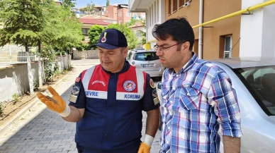 Nesli tükenen bozkır keleri Yerköyde kurtarıldı