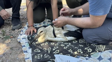 Yaren Leylek ve yavruları uzaydan izlenecek