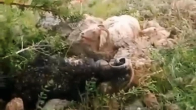 Yüksekova sürüsüne yıldırım düştü çoban kurtuldu