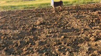 Elmadağlı çoban tarlada bağlı eşeği bulup kurtardı