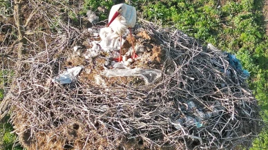 Anne leylek Bitlis Budaklı köyünde yavrularını bekliyor