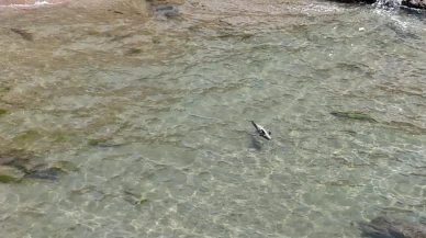 Yaralı yunus Amasra Bozköy Plajında kurtarılamadı