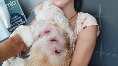 Bursada kangal köpekleri kadın ve köpeğine saldırdı