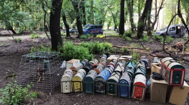Köyceğiz dernek başkanı horoz dövüşü yaparken yakalandı
