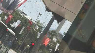 Kraliçe arı Denizli şehir merkezini karıştırdı