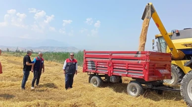 Denizli Sarayköyde yeni sezon buğday hasadı başladı