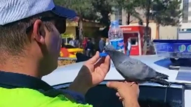 Erzincanlı trafik polisinden susuz güvercine can geldi