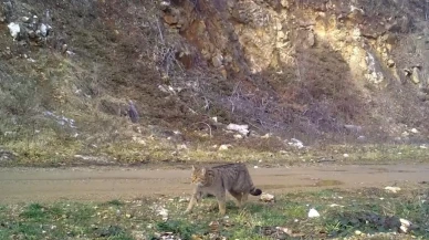 Uludağın gizemli yaban kedisi ilk kez görüntülendi
