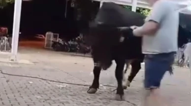 Muğla Menteşede boğaya para atan adam yaralandı