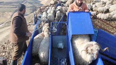 Bayburt koyunları mobil sistemle sağlığına kavuşuyor