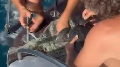 Alanyada yavru Caretta Carettayı balıkçılar kurtardı