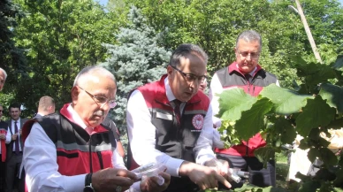 Samuray arıları Türkiyede kokarcanın peşine düşüyor