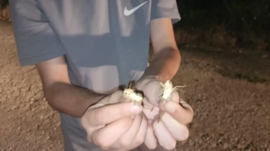 Elazığ Palu ilçesinde çekirge sürüsü yolları kapattı