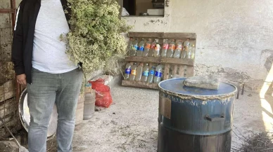 Aydın dağlarının asırlık kekik suyu şifası keşfediliyor