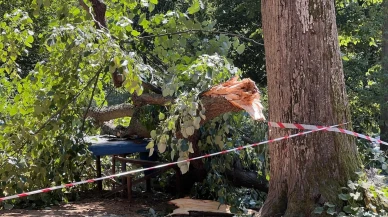 Beykoz mesire alanında devrilen ağaç panik yarattı