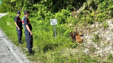 Yaralı karacalar Kastamonu Çatalzeytinde hayata döndürüldü
