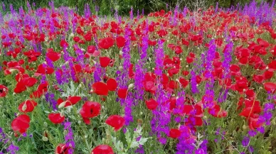 Kütahya Hisarcıkta gelincik tarlaları ziyaretçilerini bekliyor