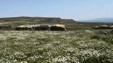 Kars Arpaçay köylüleri yaylada imece geleneğini yaşatıyor