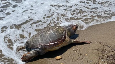 Assos sahilinde ölü Caretta Caretta kaplumbağası bulundu
