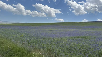 Diyadin zirveleri peygamber çiçekleriyle renklendi