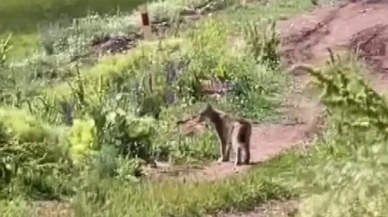 Nesli tükenen vaşak Erzincan Tercan köyünde görüntülendi