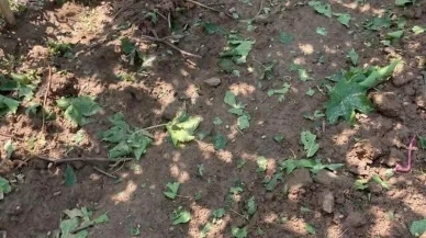 Sarıgöl bağları dolu yağışını kanaviçe ile atlattı