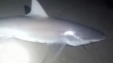 Mersin Taşucunda amatör balıkçı köpek balıklarını yakaladı