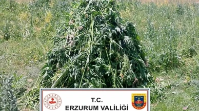 Erzurum Horasan'da 867 kök kenevir ele geçirildi