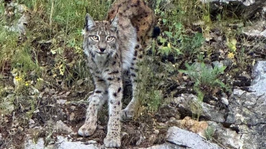 Nesli tükenen vaşak Erzincan Kemaliye doğasında keşfedildi