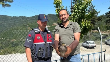 Yaralı kuşlar Kastamonuda özgürlüklerine kavuştu