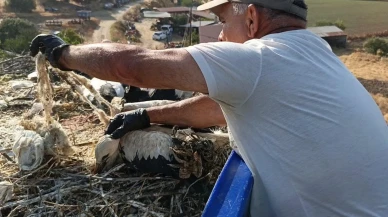 Aydın leylekleri plastik iplerle yaşam savaşı veriyor