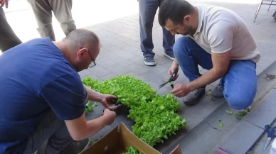 Mudurnu Ziraat Odası çiftçilere binlerce marul dağıttı