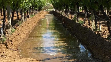 Sarıgöl Sultaniye üzüm bağlarında sulama sezonu başladı