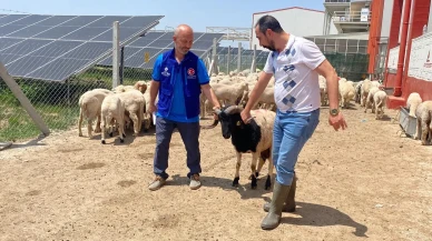 Cumhurbaşkanı Erdoğanın kurbanları Konyada TDV tarafından kesildi