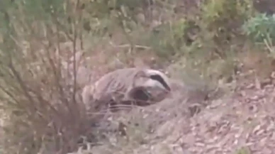 Nesli tükenen porsuk Buldan ormanlarında ortaya çıktı