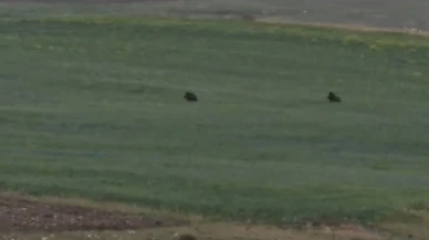 Aç domuzlar Murat Kanyonunda yiyecek arıyordu