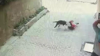 Ataşehirde pitbull sokakta oynayan çocuğa saldırdı