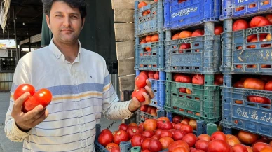 Aydın İncirliova yerli tarla domatesleri tezgahlarda satılıyor