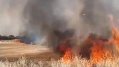 Edirnede Süloğlu buğday tarlaları alevlere teslim oldu