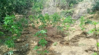 Bingöl Genç ilçesinde yüzlerce kenevir bitkisi bulundu