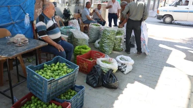 Aydın incirinde yeni sezon ilekleme işlemi başladı