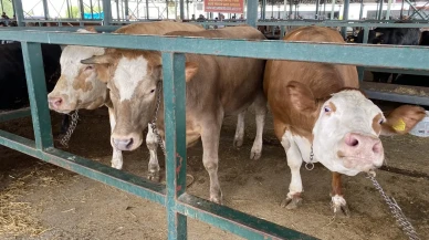 Eskişehir Hayvan Pazarındaki 750 kiloluk düveler görenleri şaşırtıyor