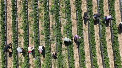 Bursa Kurşunlu çileği kırmızı elmas olarak tanınıyor