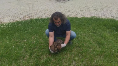 Muş yaylasındaki kurt yavruları Van üniversitesinde yaşama tutunuyor